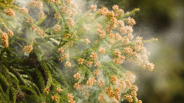 ガラスコーティングした後の洗車頻度とはプロが徹底解説 花粉